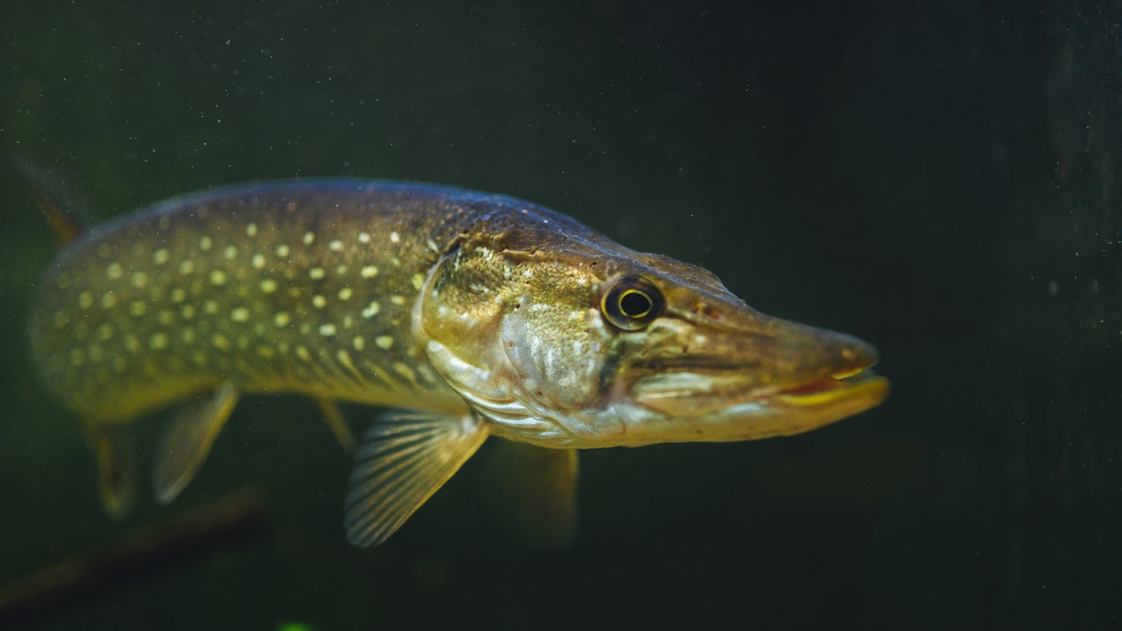 The Ultimate Guide to Pike Fish