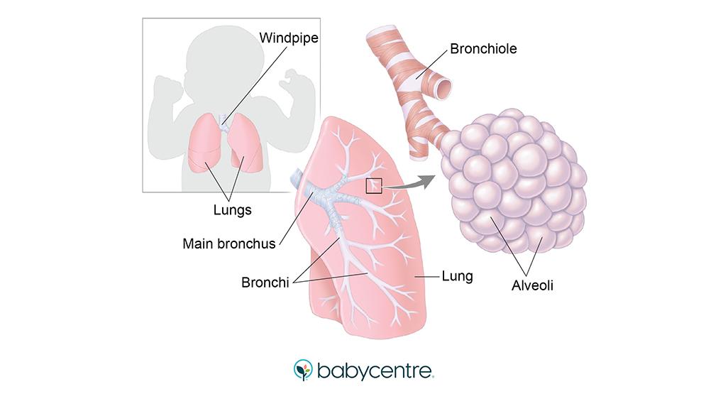 Fetal development: your baby's lungs | BabyCentre