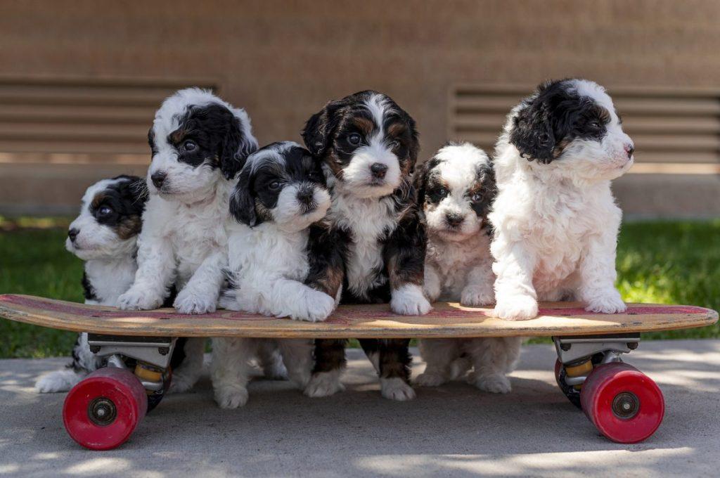 MINI BERNEDOODLE