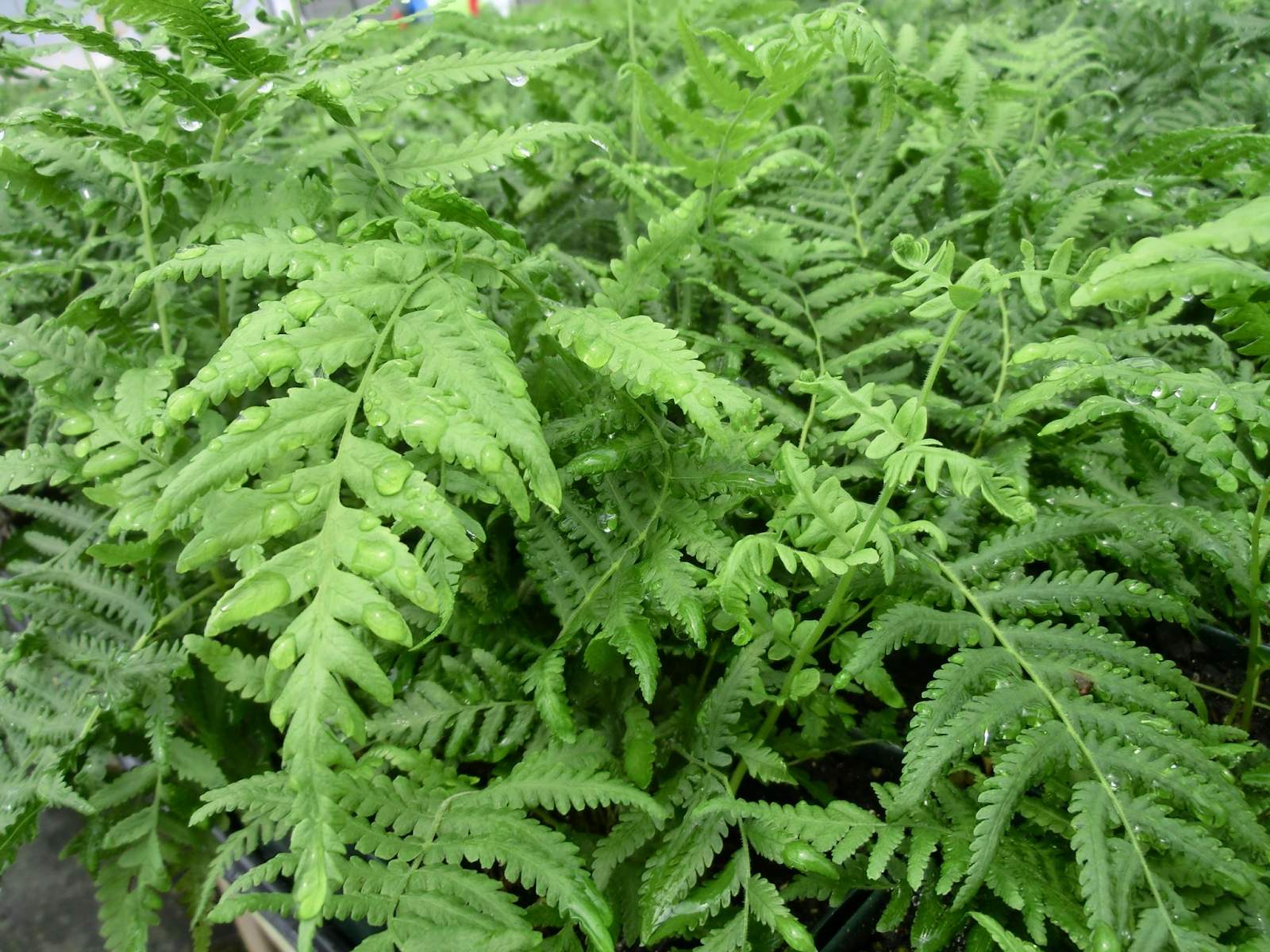Southern Shield Fern (Thelypteris kunthii)