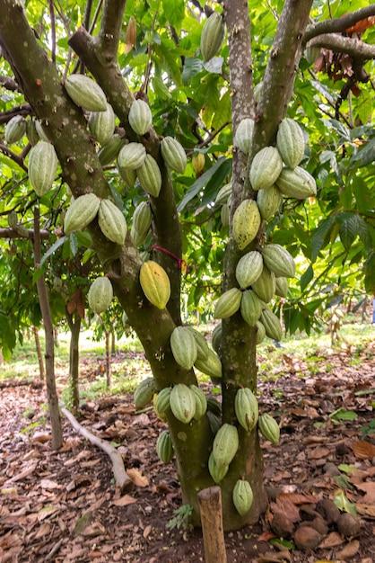 Foto grátis foto de foco seletivo vertical de theobroma cacao crescendo em uma árvore se preparando para se tornar chocolate