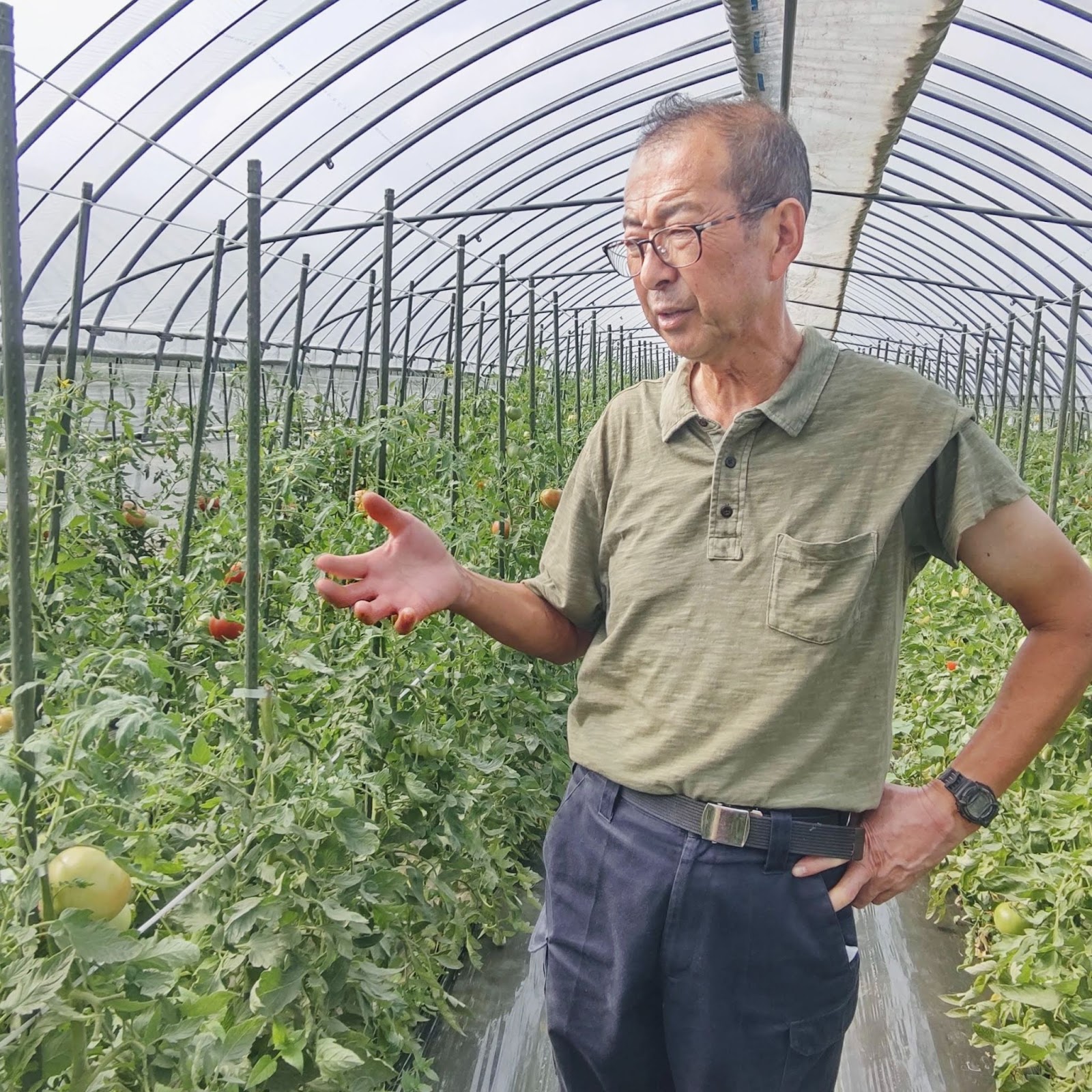 有機JAS認定トマトを作る北海道北斗市の「くまさんフォーム」