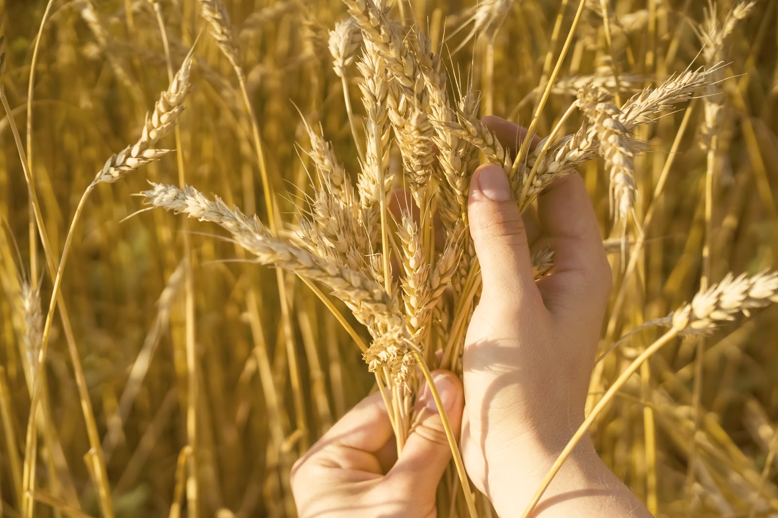 国産小麦と輸入小麦