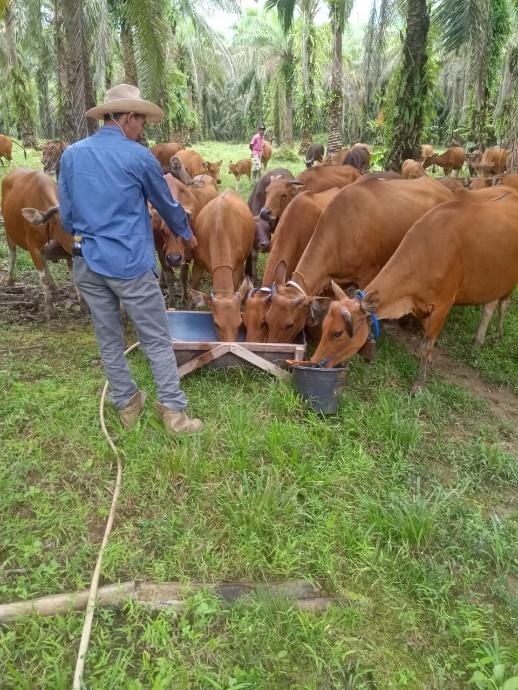 A person standing next to a group of cows

Description automatically generated with medium confidence