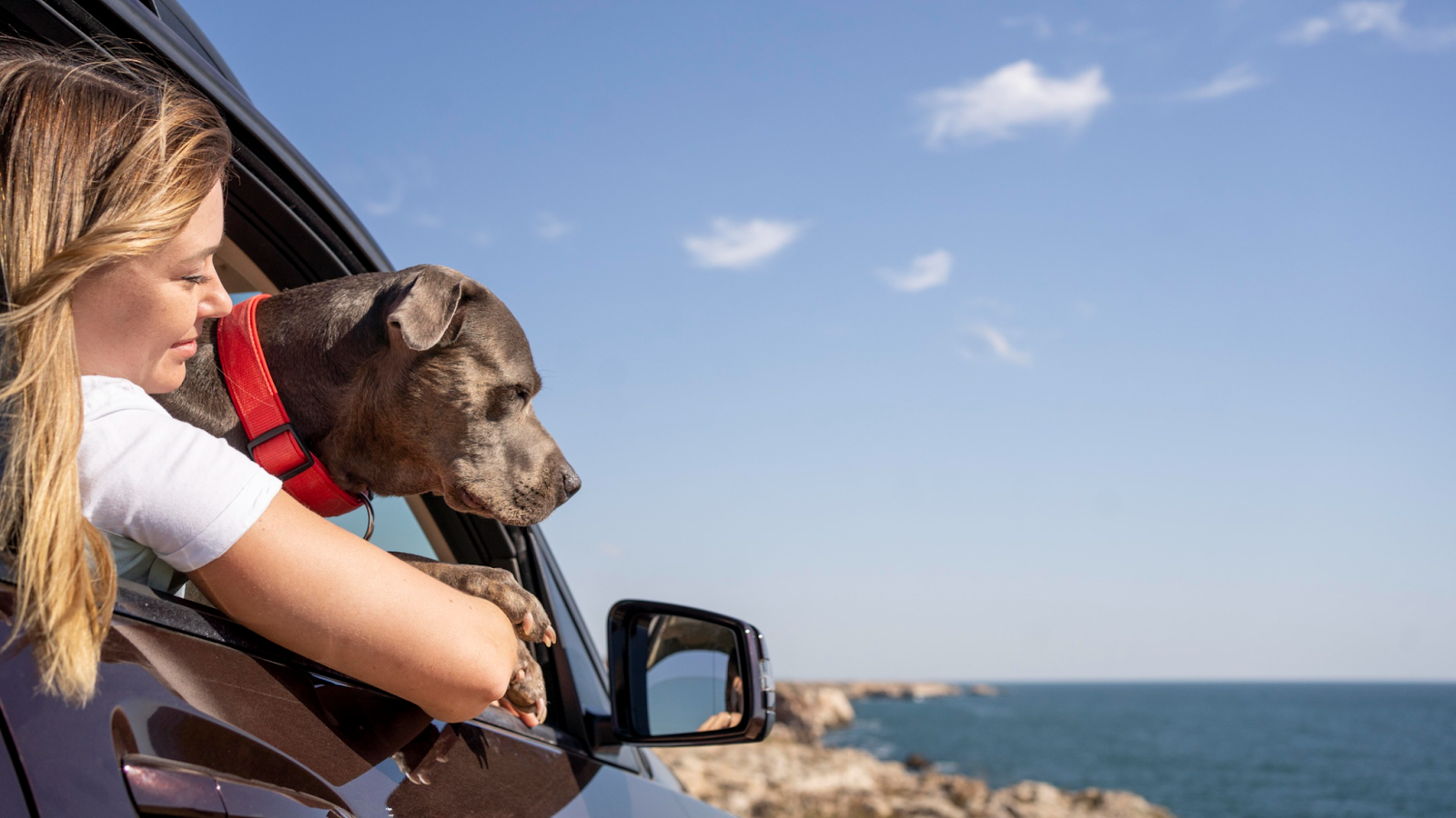 Hotel para perros y gatos en Panamá - Ventajas de viajar con tu mascota