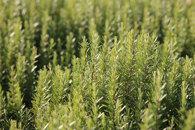 rosemary, spices, herbs