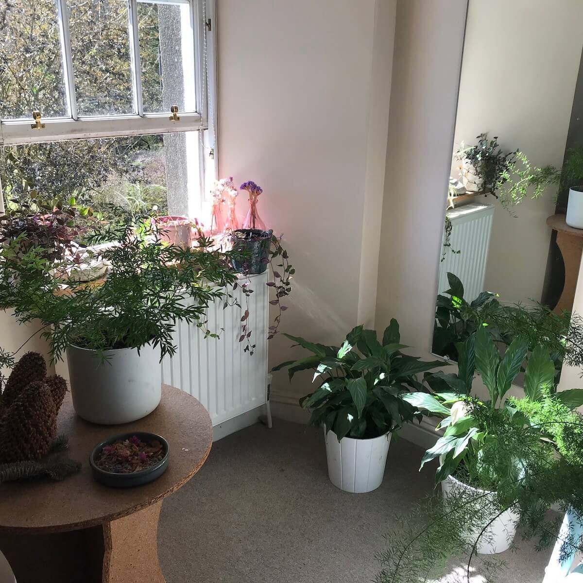 To me, plants are always a delight for the eyes.