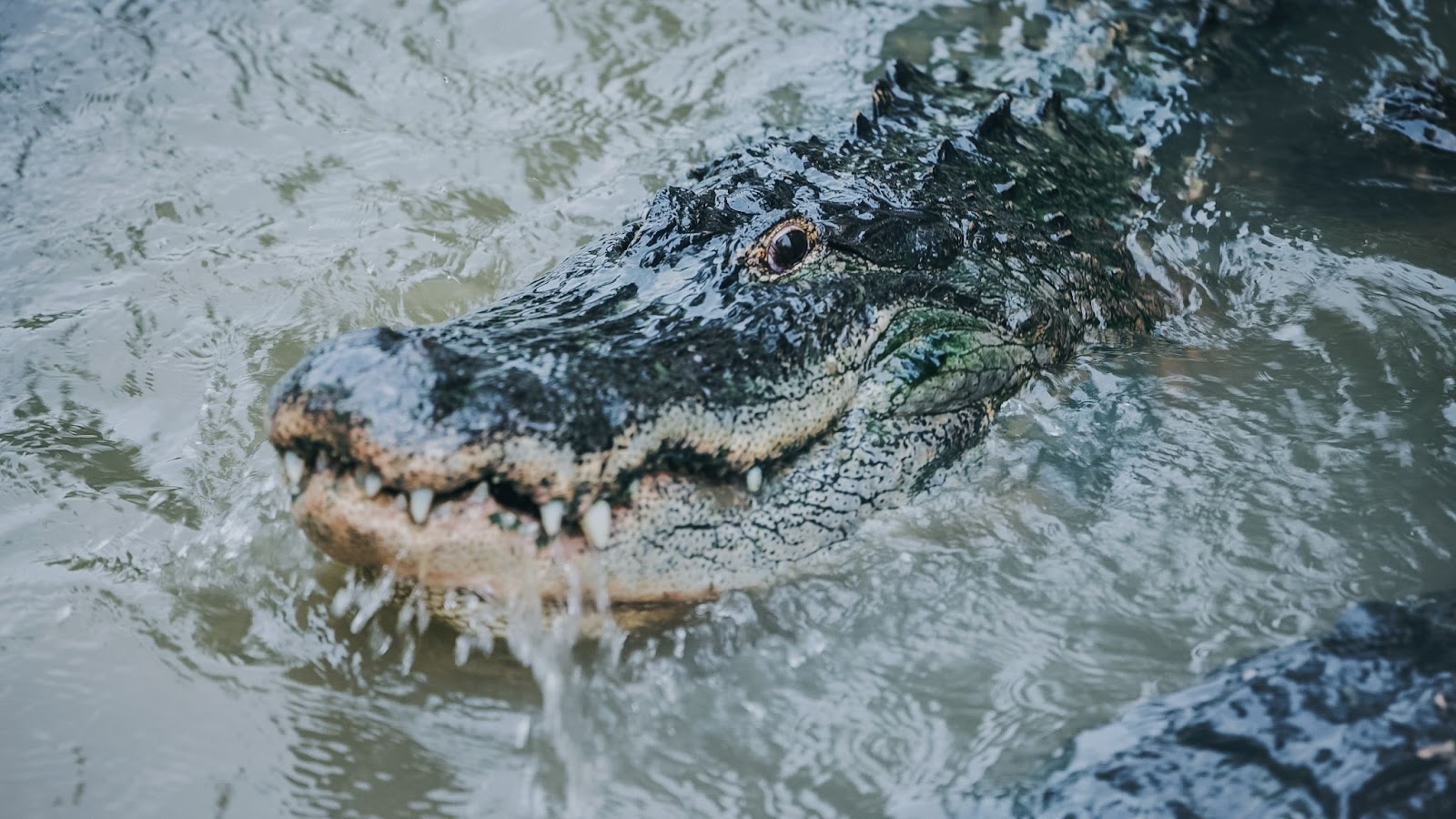A gator swims through the water at Wild Florida's Gator Park