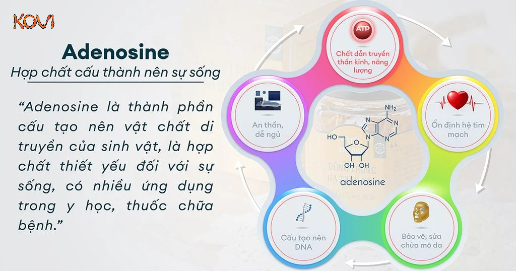 Tác dụng Adenosine đối với sức khỏe