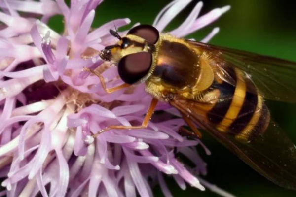 hoverfly feeding on the nectar of a flower