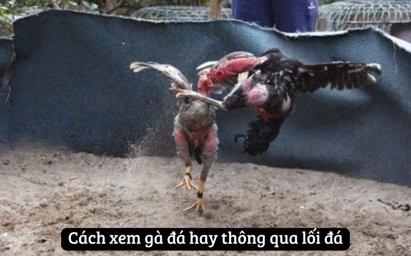 Cách xem gà đá hay thông qua lối đá