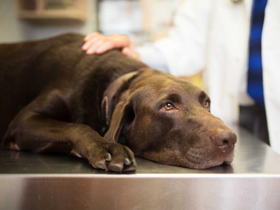 Mysterious dog respiratory illness? Veterinarians are not worried : Shots -  Health News : NPR