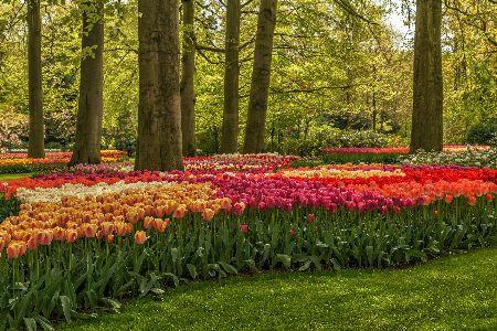 Ein Bild, das Baum, draußen, Botanischer Garten, Gras enthält.

Automatisch generierte Beschreibung