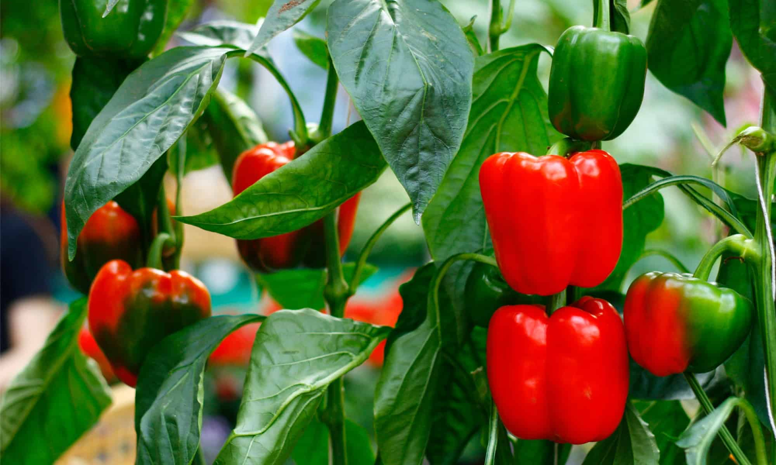 How big do bell peppers get