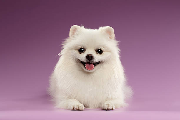 92,707 Fluffy Puppy Stock Photos, Pictures & Royalty-Free Images - iStock |  White fluffy puppy
