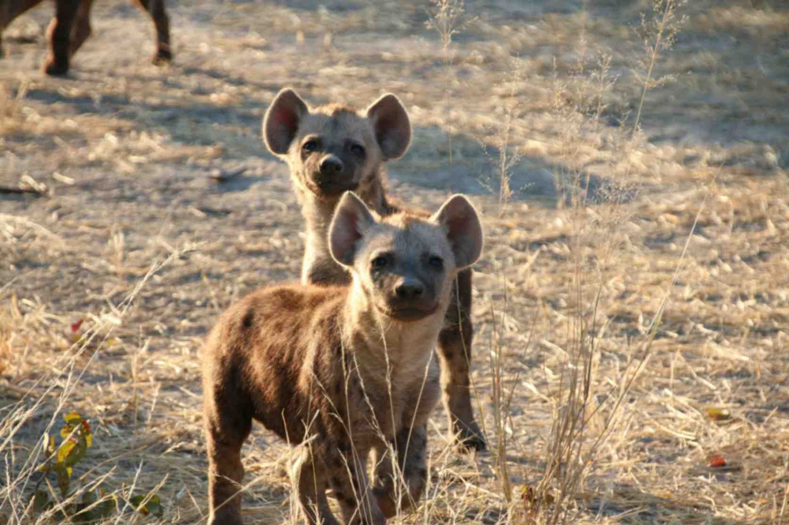 spotted hyenas and brown hyenas from Chobe National Park.