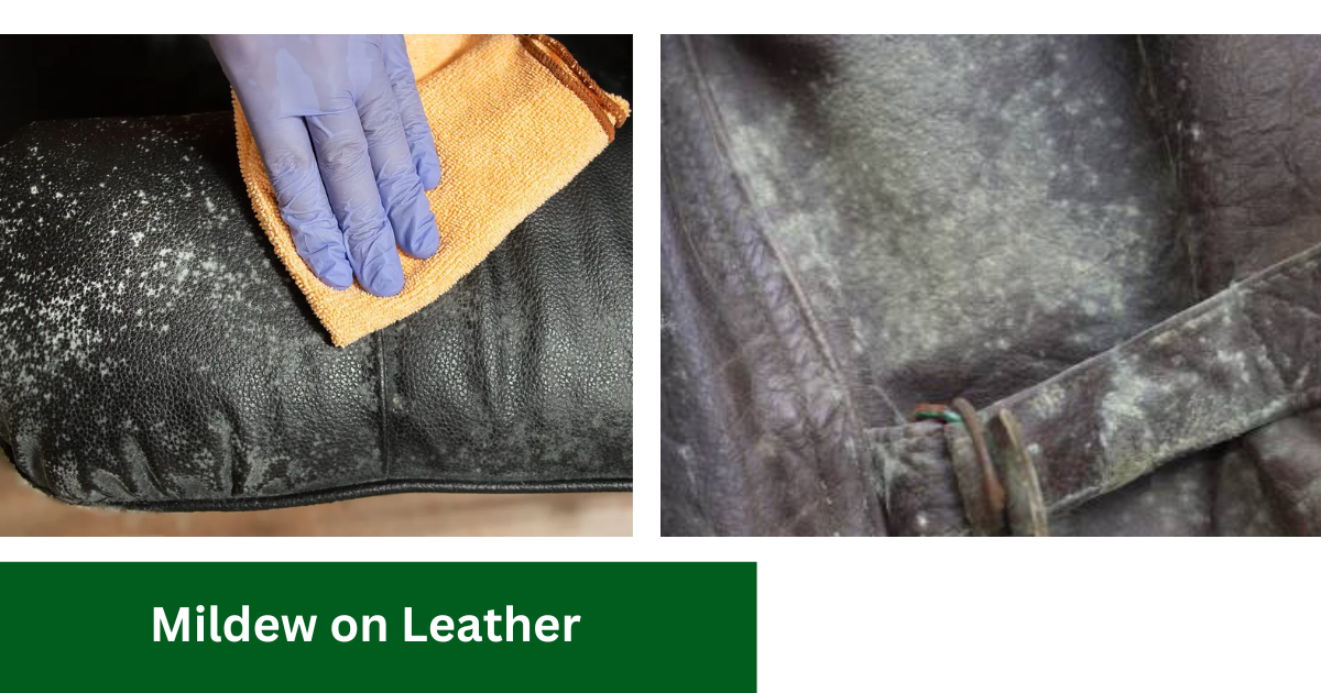 mildew on leather clothes how to get rid off it 
