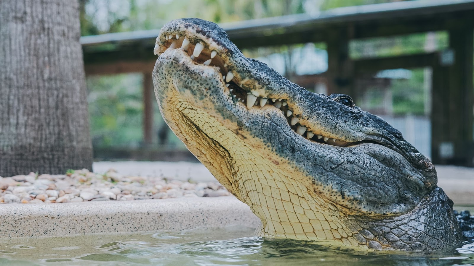 A crocodile sticks its head out from the pool at Wild Florida