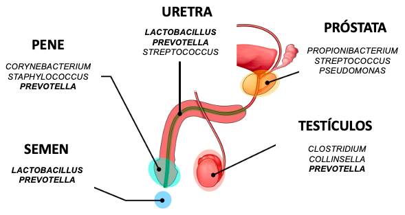 Diagrama

Descripción generada automáticamente