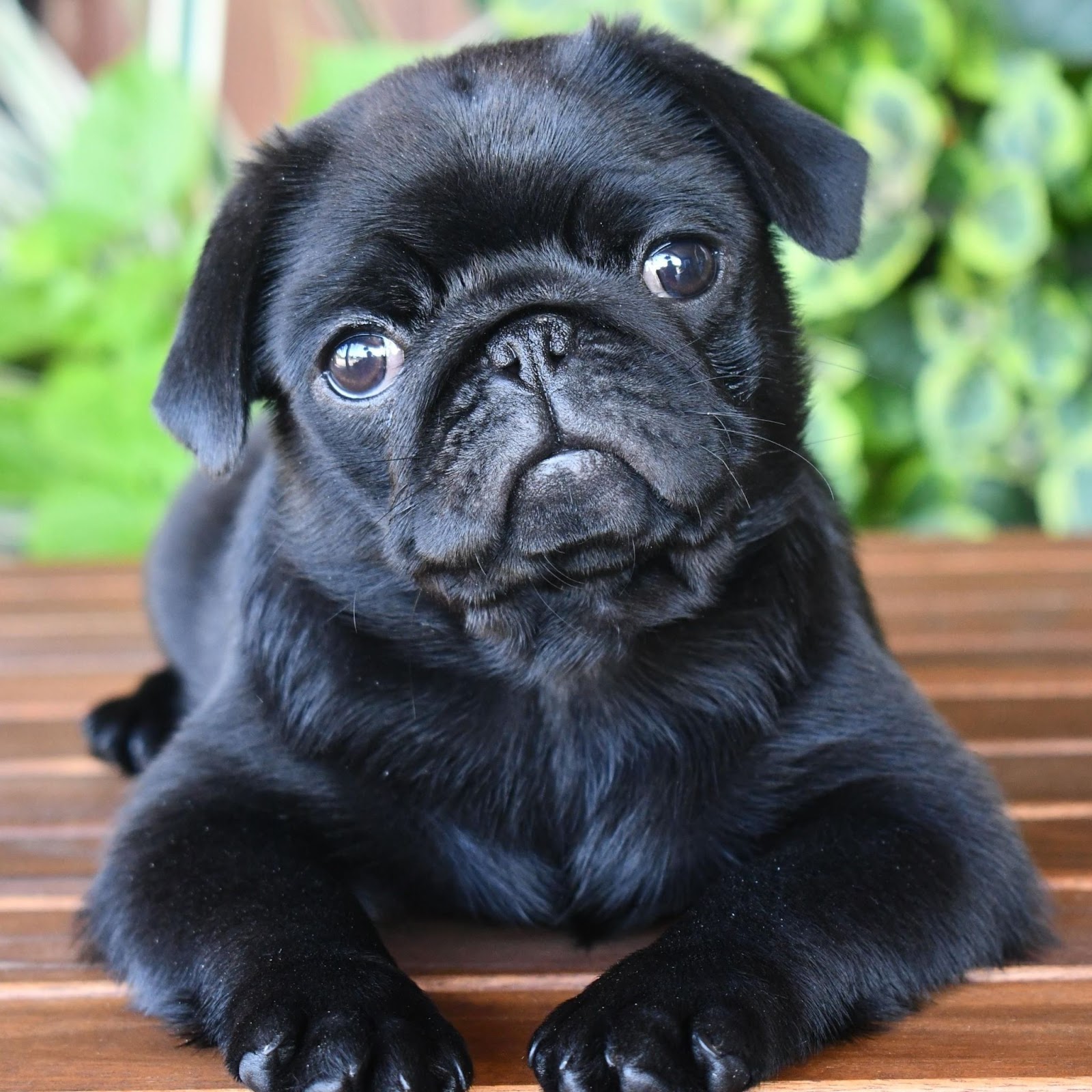 black pug puppy