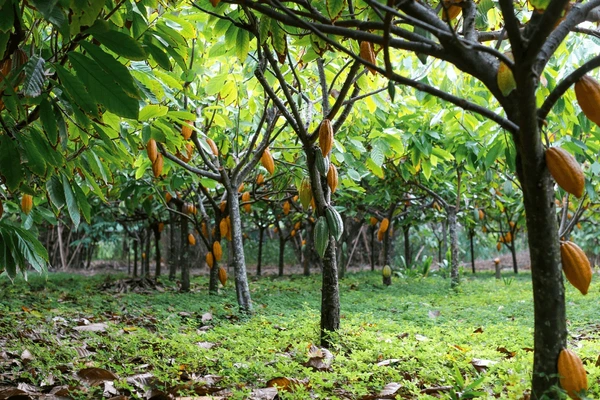 Cacaoteros o árboles del cacao | Fuente: Unsplash