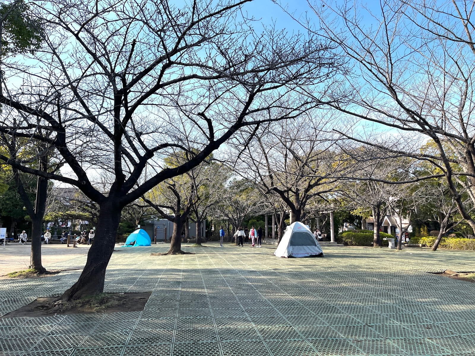 遊具エリアの隣には桜の木が植えられた「桜広場」