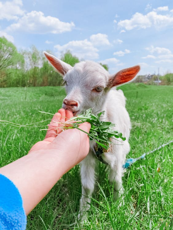 Goat Yoga is a key to relaxation. The picture shows how a human is feeding one of the fluffy creatures.