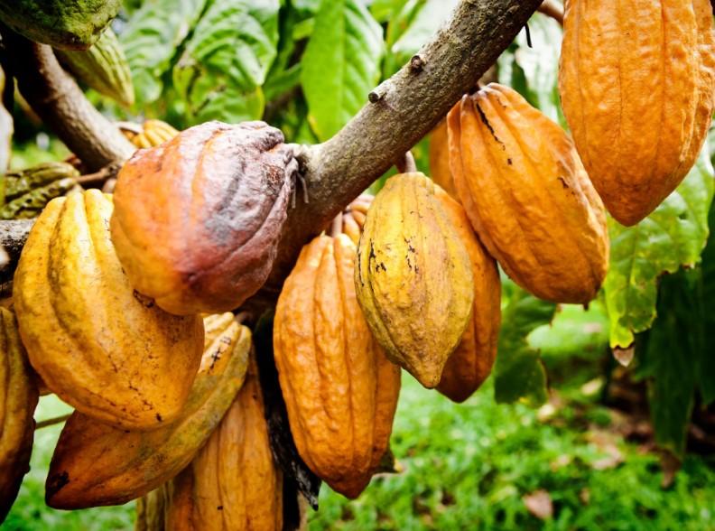 foto de árvore e frutos de cacau