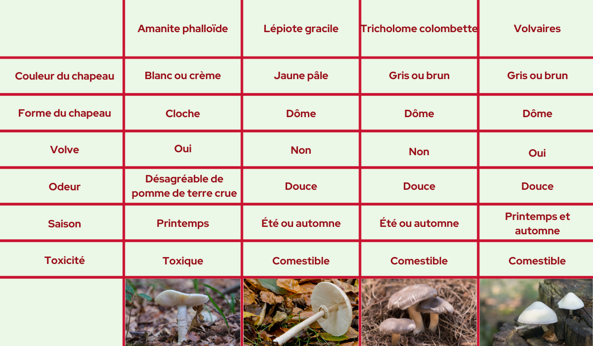 comparaison-de-champignons-vénéneux