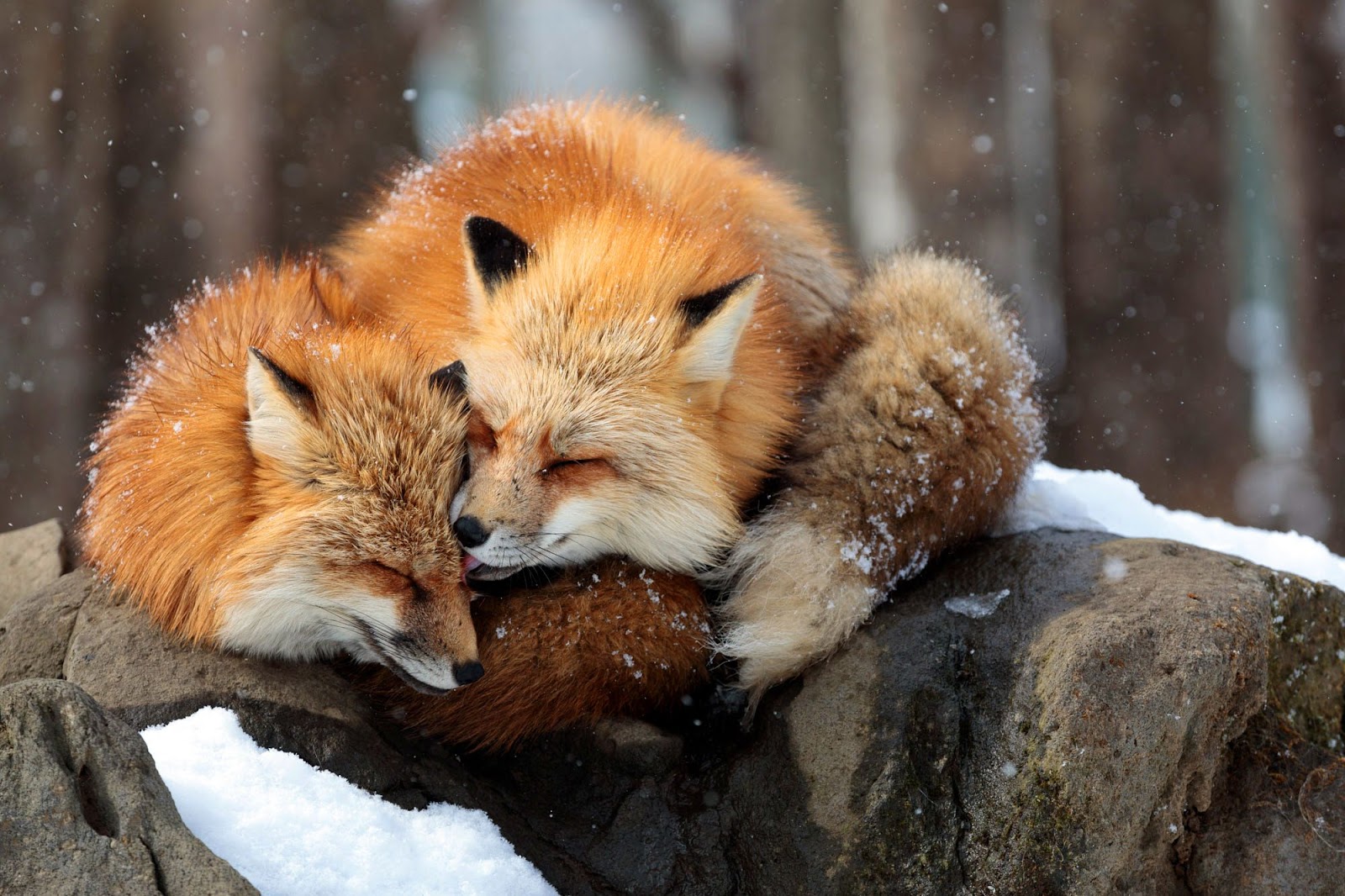 Foxes Hugging