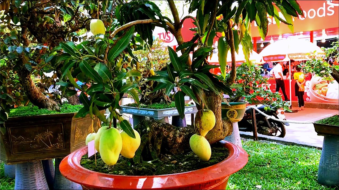 cây ăn trái bonsai