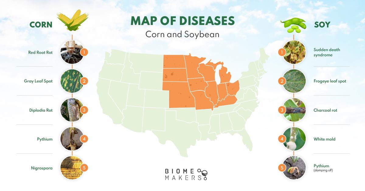 Common Corn Soil-borne Diseases Corn in US