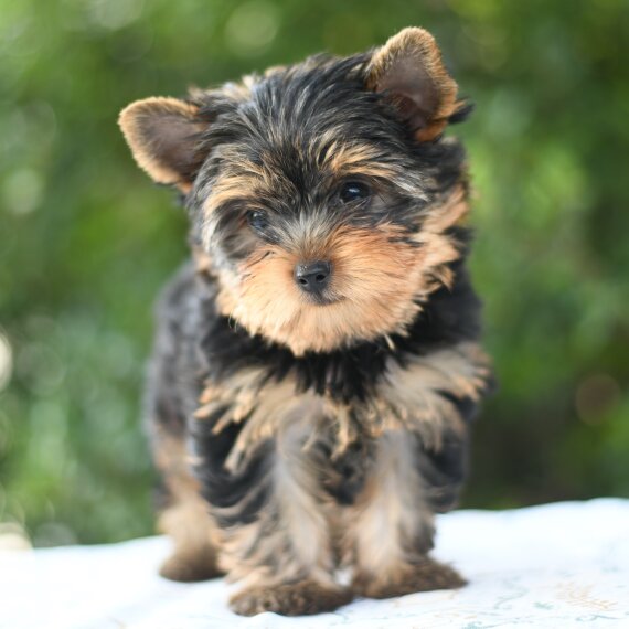 yorkshire terrier puppy breed