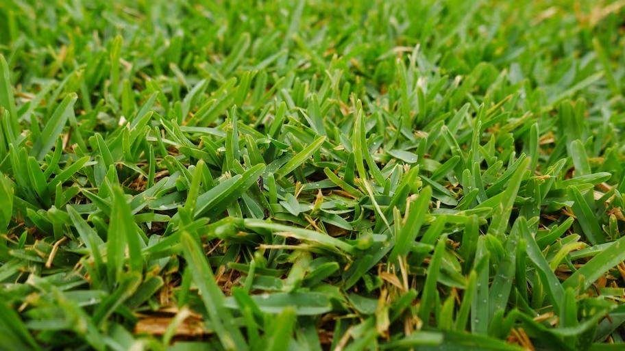 How to Grow Buffalo Grass