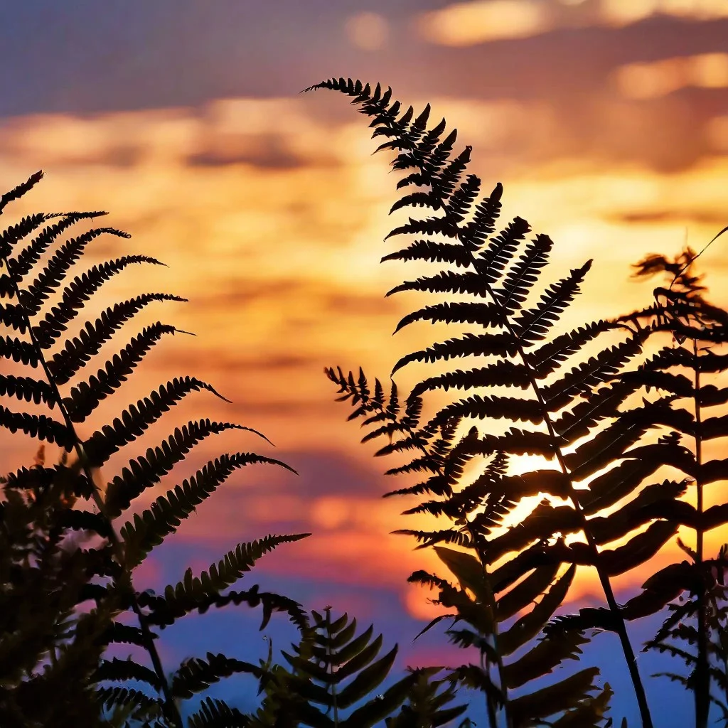 Silhouettes of fern leaves against a sky painted with the warm hues of sunset.