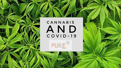 green cannabis leaves and a poster stating that cannabis can help the treatment of covid-19