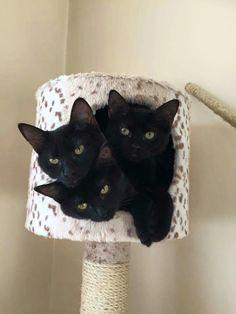A group of black cats in a cat tree

Description automatically generated