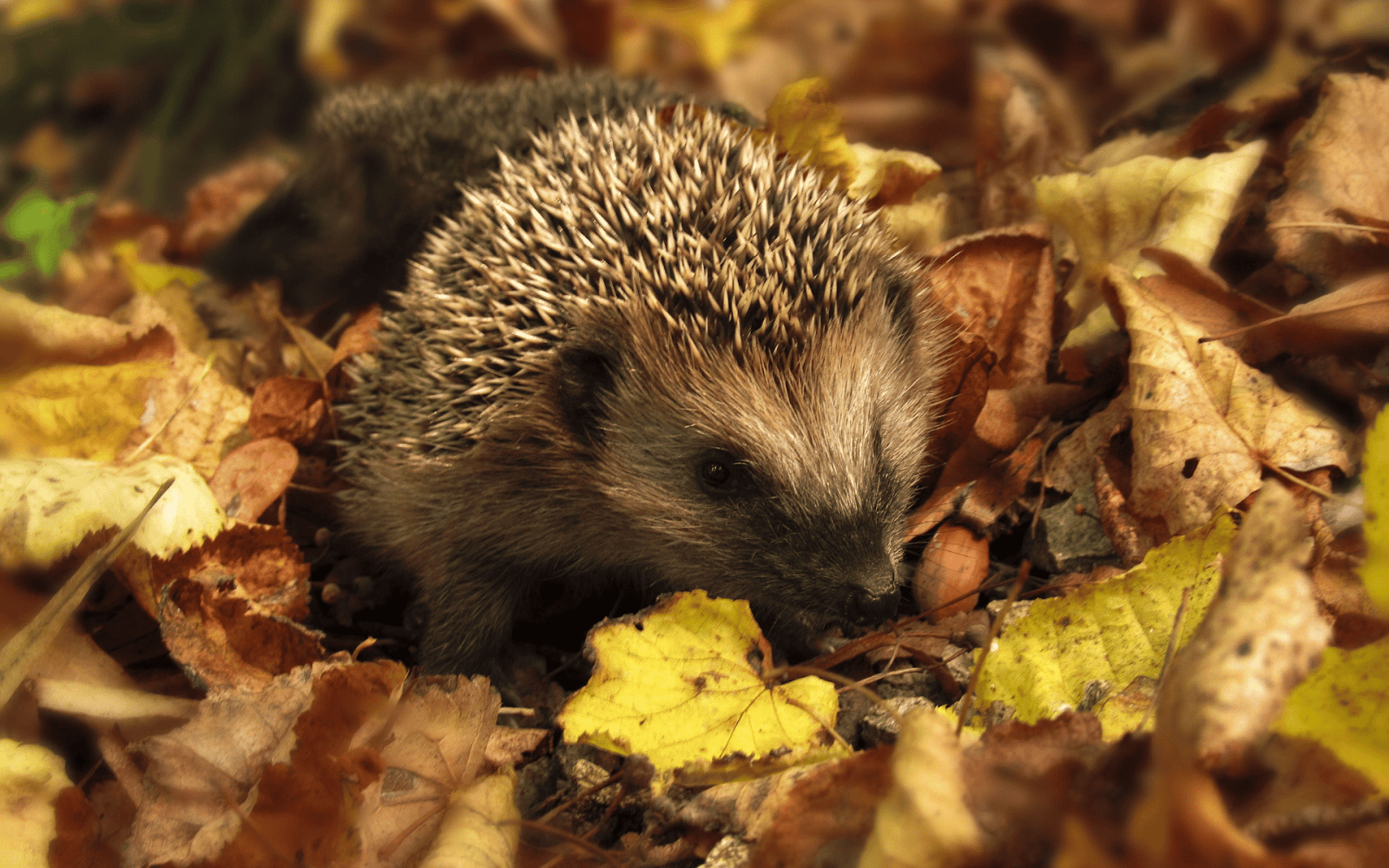 A hedgehog in leavesDescription automatically generated