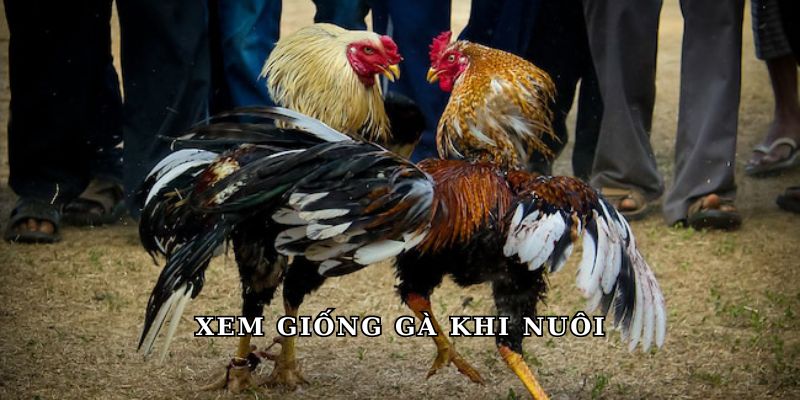 Xem giống gà khi nuôi