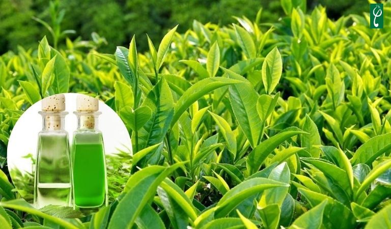 Chiết xuất trà xanh có khả năng chống oxy hóa, kháng khuẩn và kháng viêm