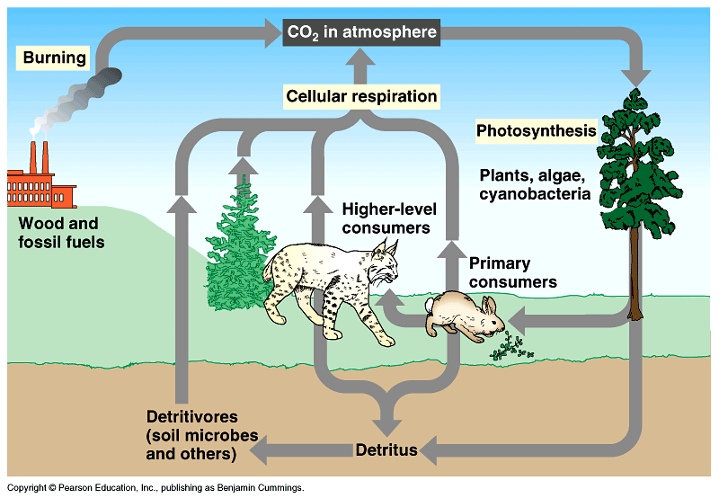 54-17-CarbonCycle-L