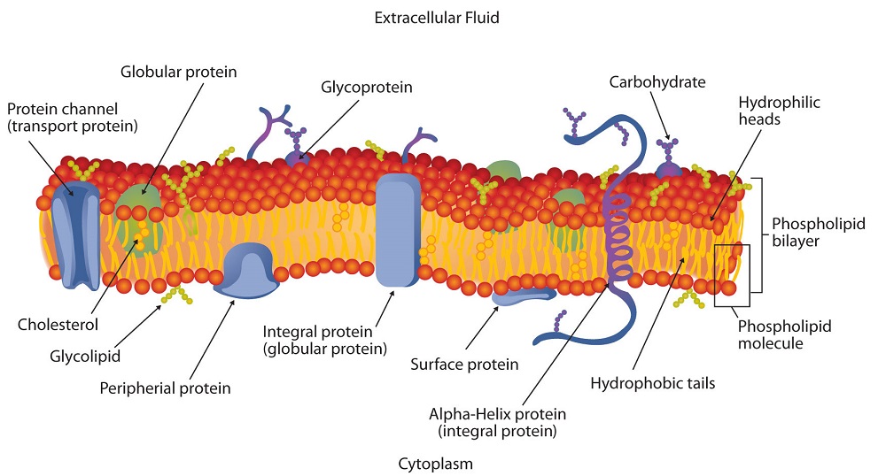 cell membrane