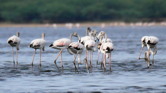 Pulicat Bird Sanctuary