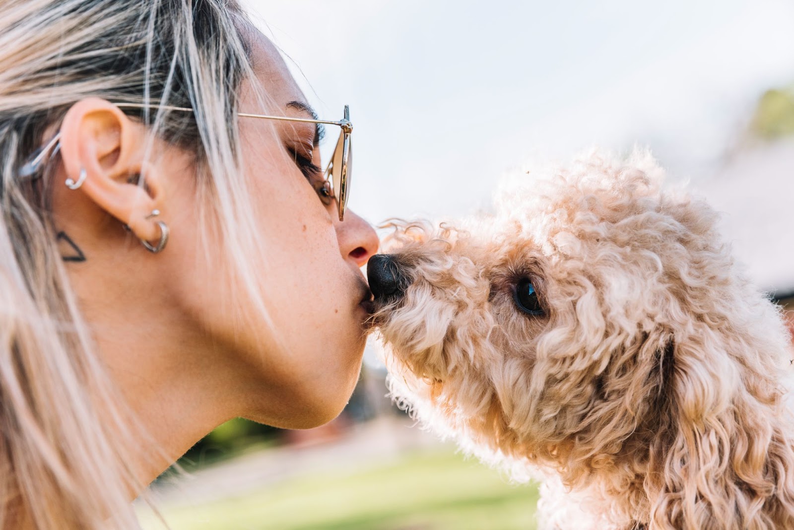 A poodle puppy is licking its owner's cheek