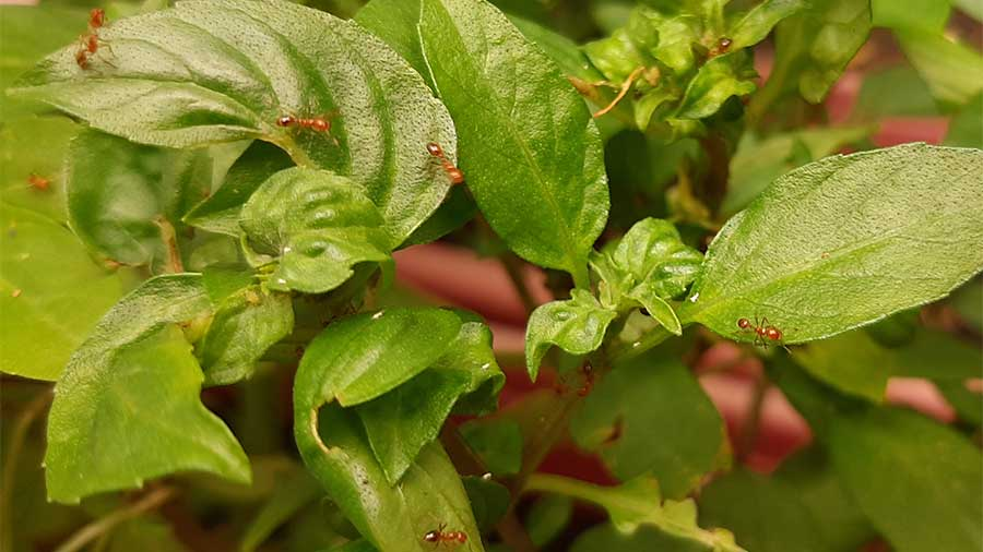 Are ants on basil plants a sign of danger