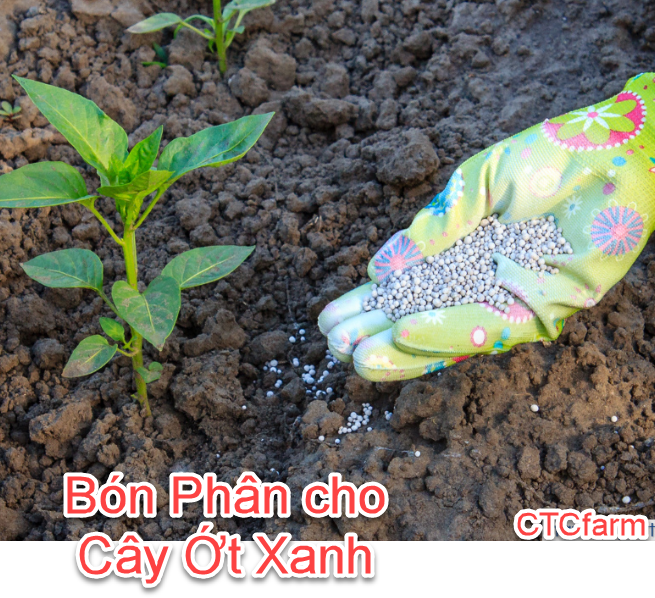 Hướng Dẫn Cách Trồng Cây Ớt Xanh Tại Vườn: Bí Quyết Cho Vườn Rau Gia Vị ctcfarm