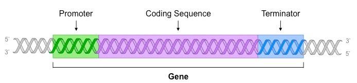 sections of a gene