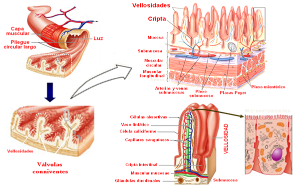 Tubo digestivo - Monografias.com