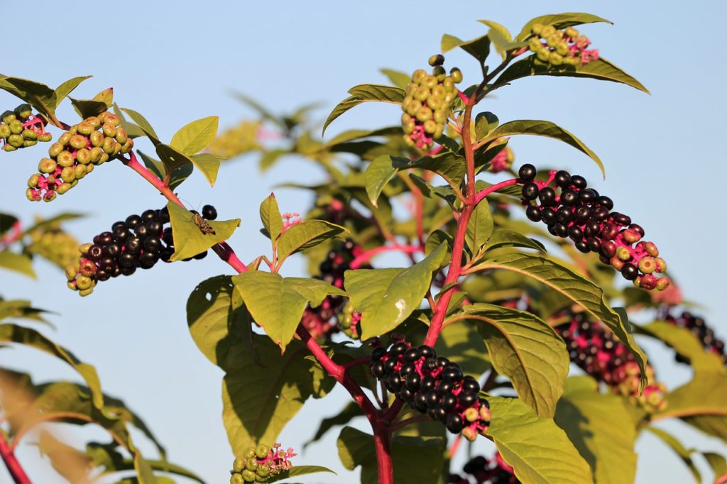 Pokeweed - do not eat