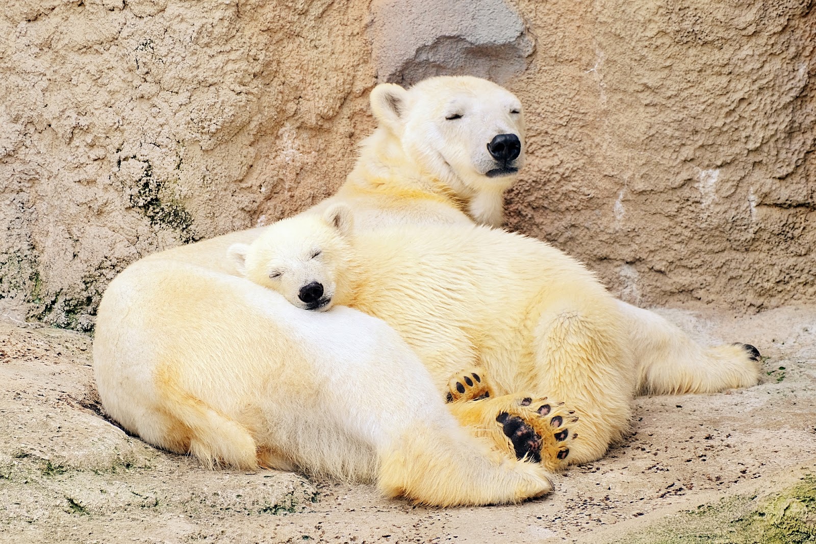 のびのび過ごす動物たちに会える｜旭山動物園